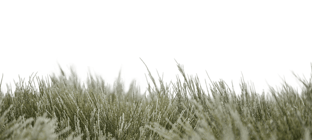 grass